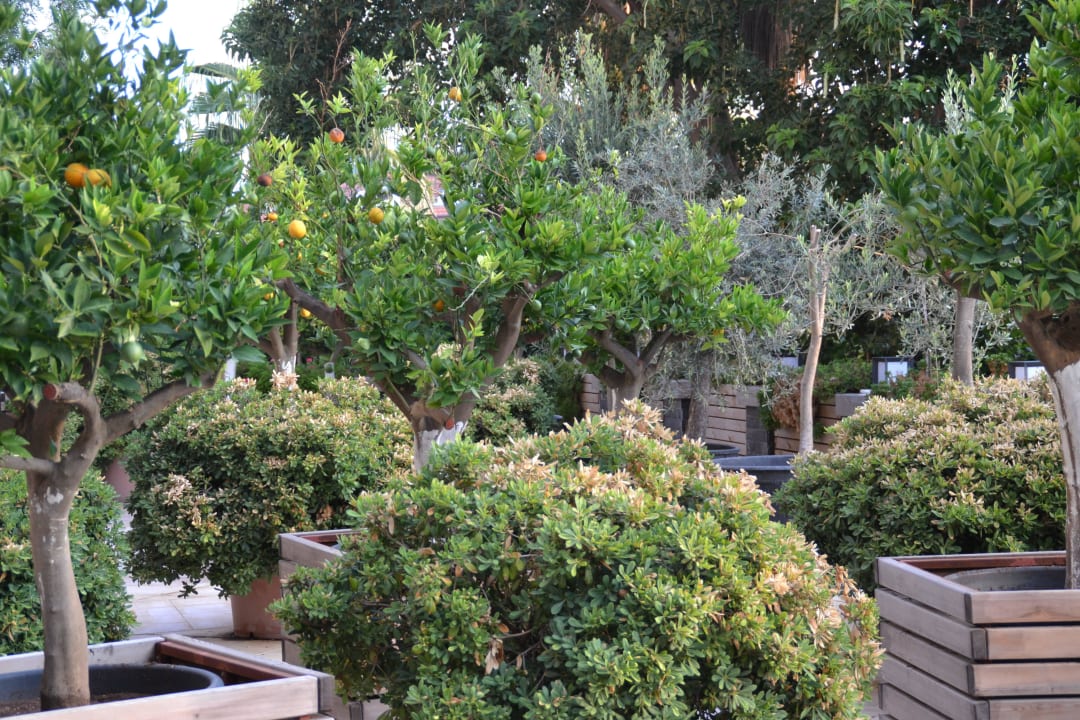 Garten im Eingagngsbereich Hane Family Resort