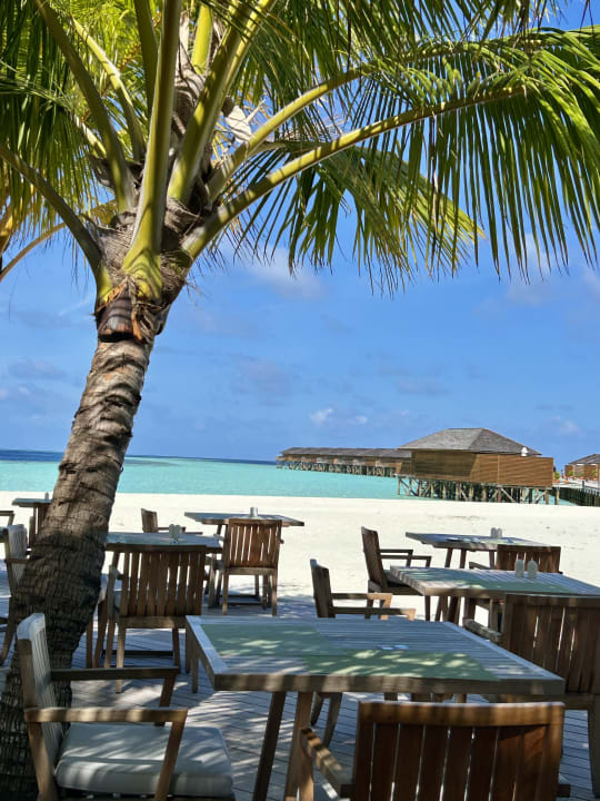 Gastro Vilamendhoo Island Resort & Spa