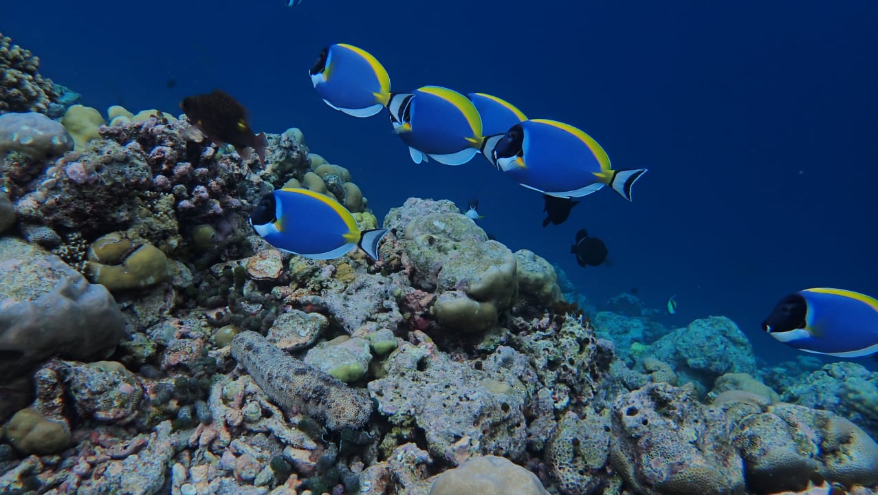 Strand Adaaran Select Meedhupparu Island Resort - Premium All Inclusive