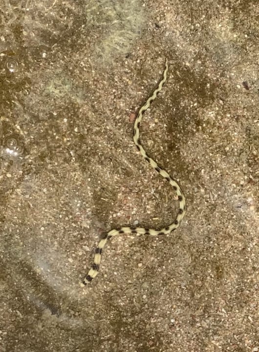 Strand Cleopatra Luxury Resort Makadi Bay