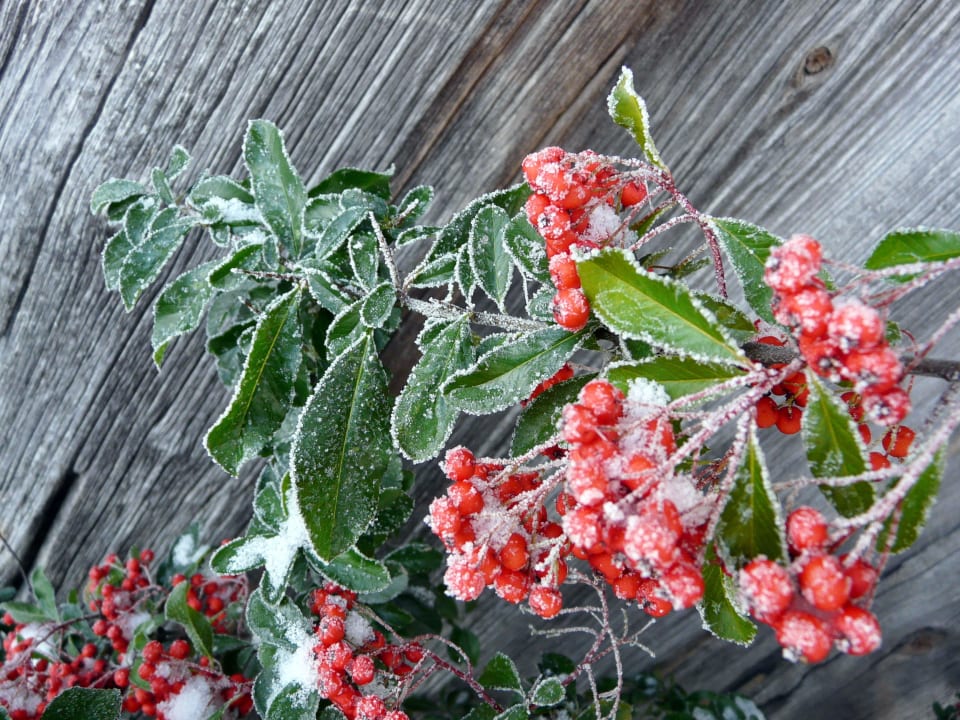 Gartensträucher in herrlicher Winterpracht Ferienwohnungen Berghof Kinker