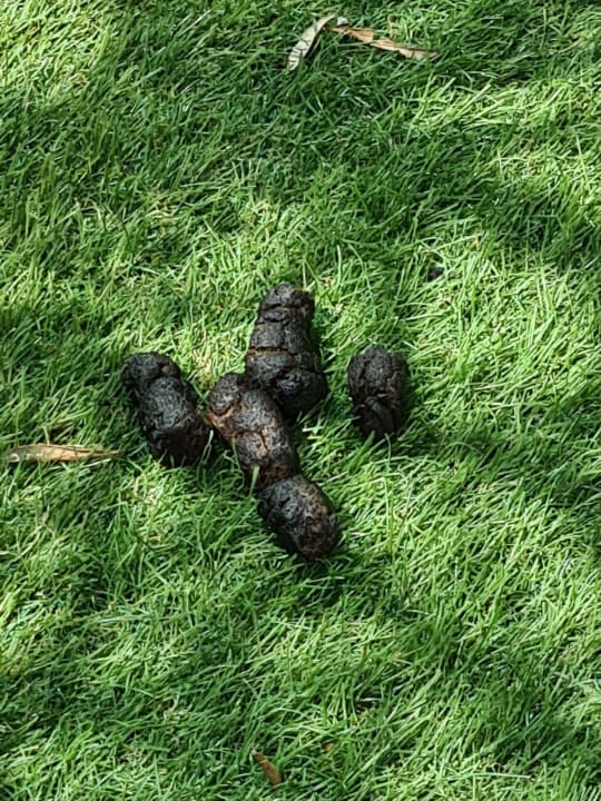 Gartenanlage TUI BLUE Xanthe