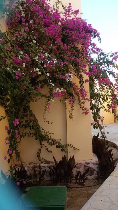 Blütenpracht Steigenberger Coraya Beach - Adults only