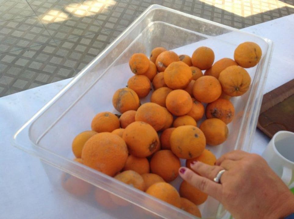 Faulige, schimmlige Orangen zum selbst pressen Sultan of Dreams Hotel & Spa