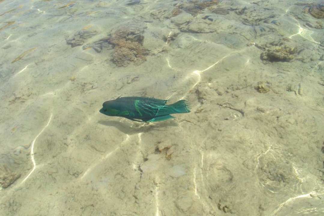 Woda Hotel El Faraana Reef Resort