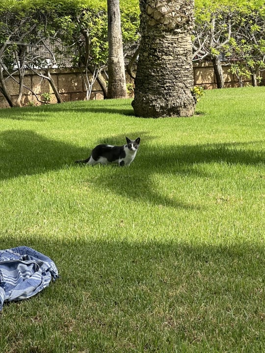 Gartenanlage Hotel Riu Palace Tenerife