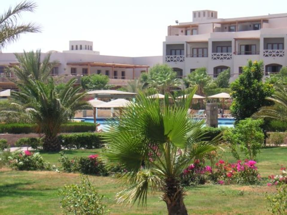 Alter Palmenbestand Fort Arabesque Resort, Spa & Villas