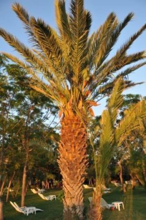 Pod palmami Labranda Alantur Resort