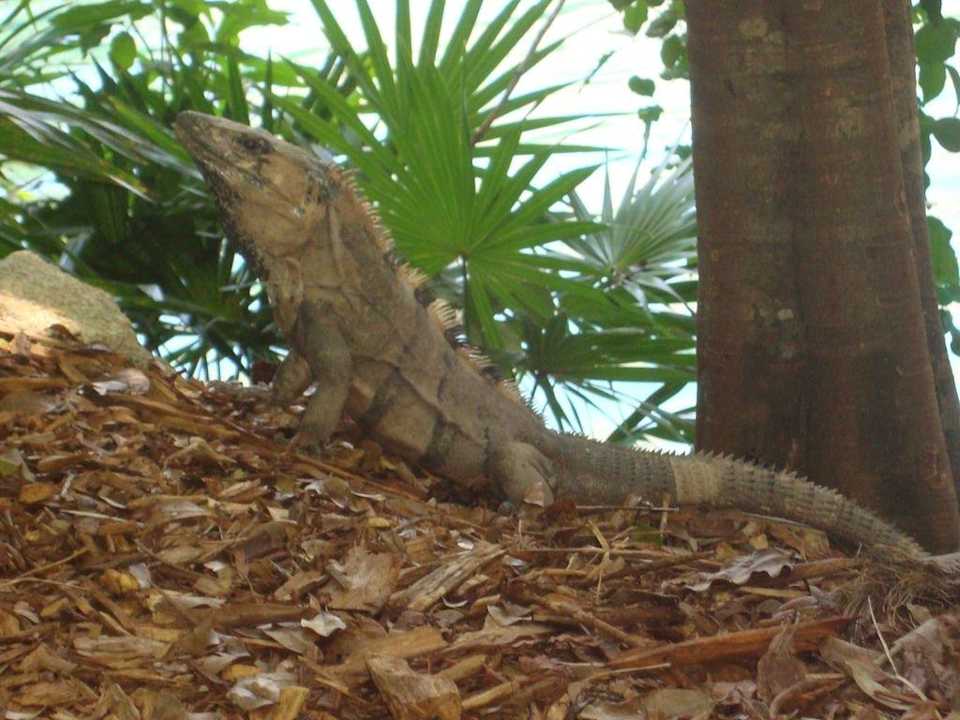 Leguan Sandos Caracol Eco Resort