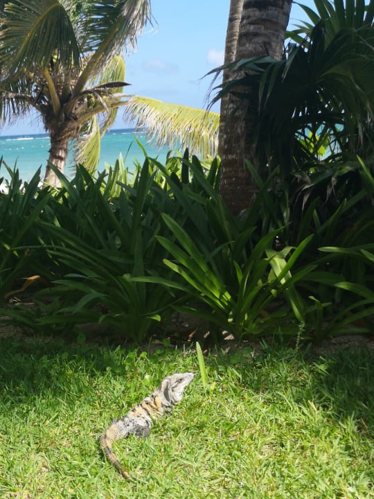 Ausblick Akumal Bay Beach & Wellness Resort