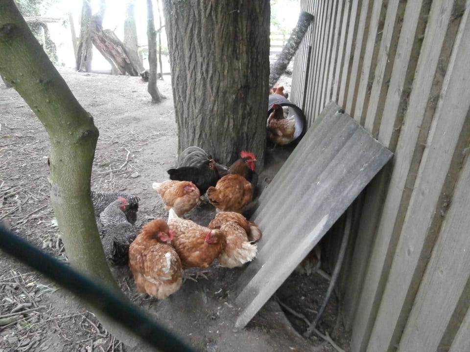 Hühner Ferienhof Haack