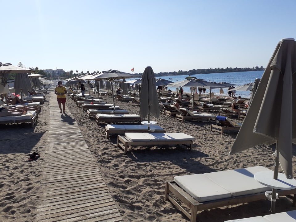 Strand Acanthus Cennet Barut Collection