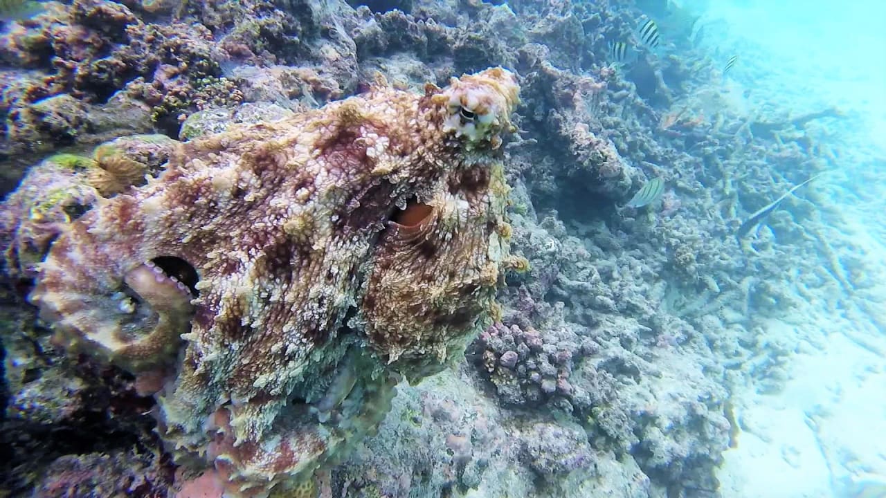 Sport & Freizeit Summer Island Maldives