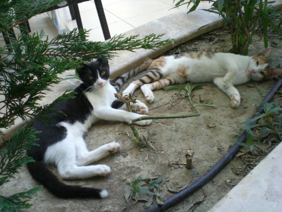 Katzen Roma Beach Resort & Spa 16+ Adult Only