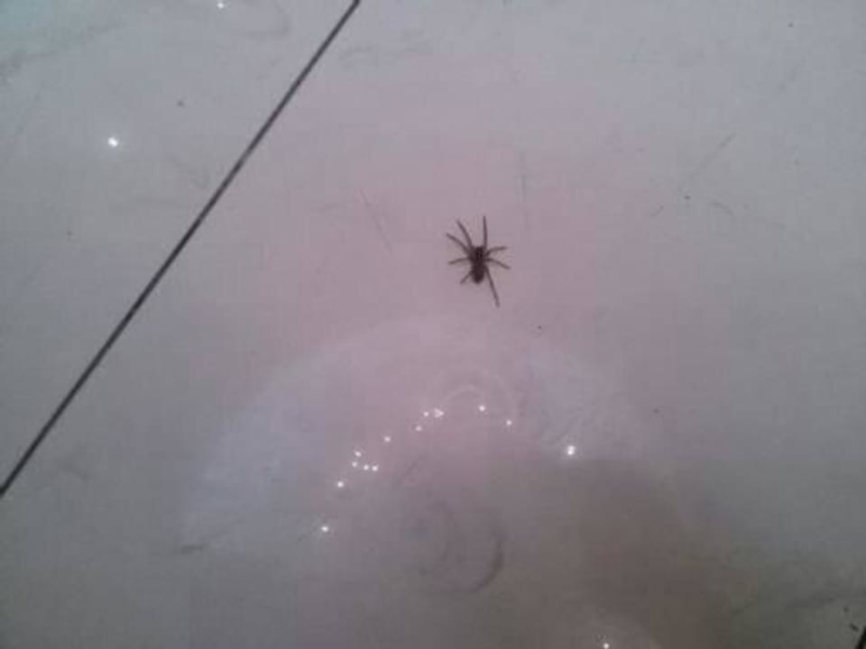 Pajączek All Senses Ocean Blue Sea Side Resort & Spa