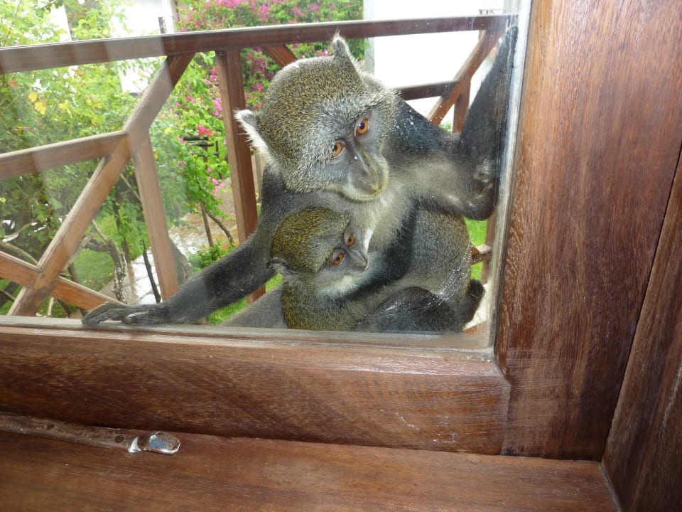 Äffchen welche sich auf dem Balkon aufhalten Neptune Village Beach Resort & Spa