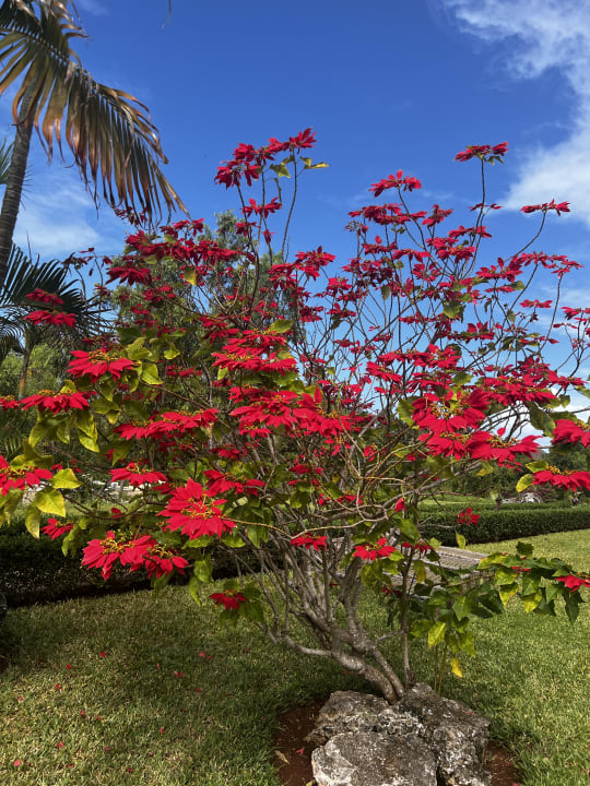 Gartenanlage TUI Blue Bahari Zanzibar