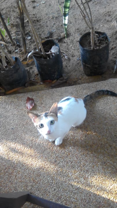 Sonstiges Baan Khaolak Beach Resort