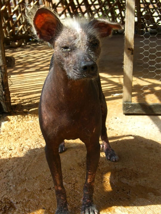 Nackthund... Akumal Bay Beach & Wellness Resort