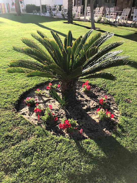 Gartenanlage Jaz Soma Beach