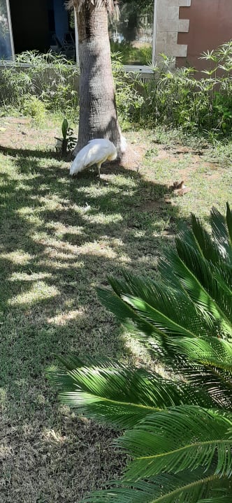 Gartenanlage Seaden Sea World Resort & Spa