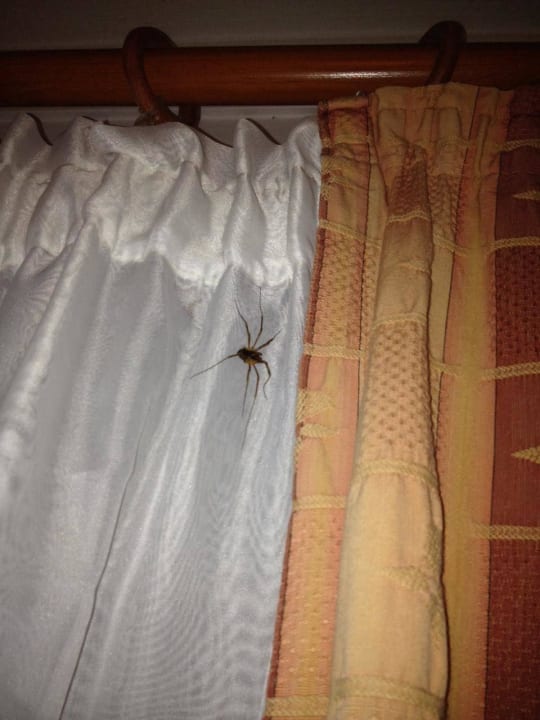 Spiders in the room Rethymno Mare Royal & Water Park