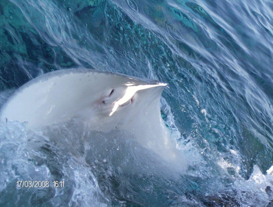 Stachelrochen Summer Island Maldives