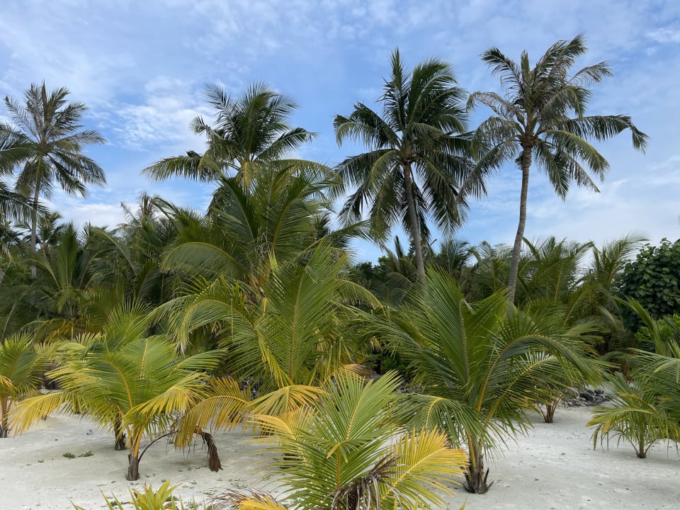 Garten Hotel Riu Atoll