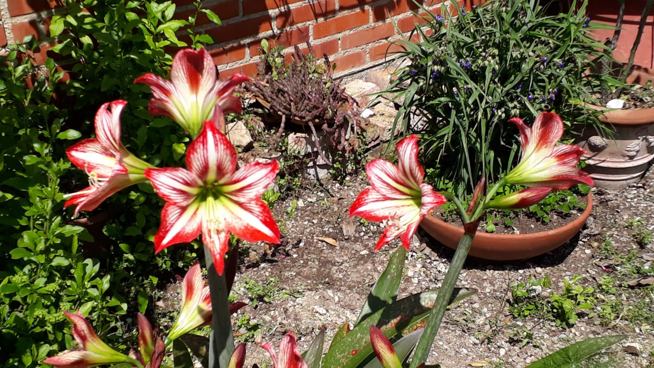 Gartenanlage Hotel Torretta