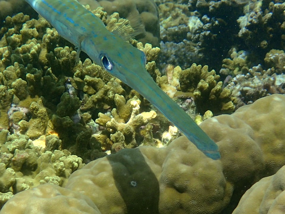 Unterwasserwelt Embudu Village