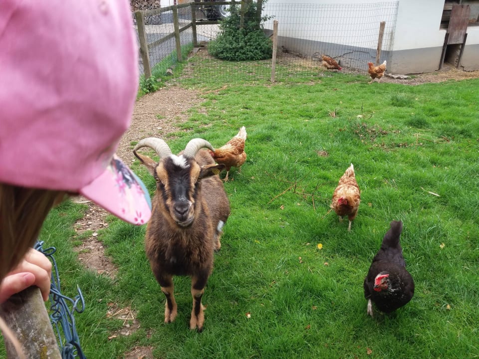 Ziegenbock undHühner Wiesenberghof