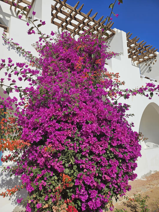 Gartenanlage Three Corners Equinox Beach Resort