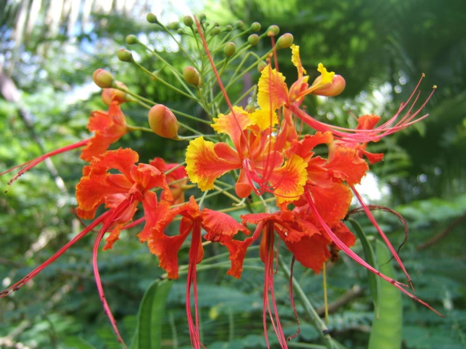 Pfanzen Hotel Paraiso del Cocodrilo