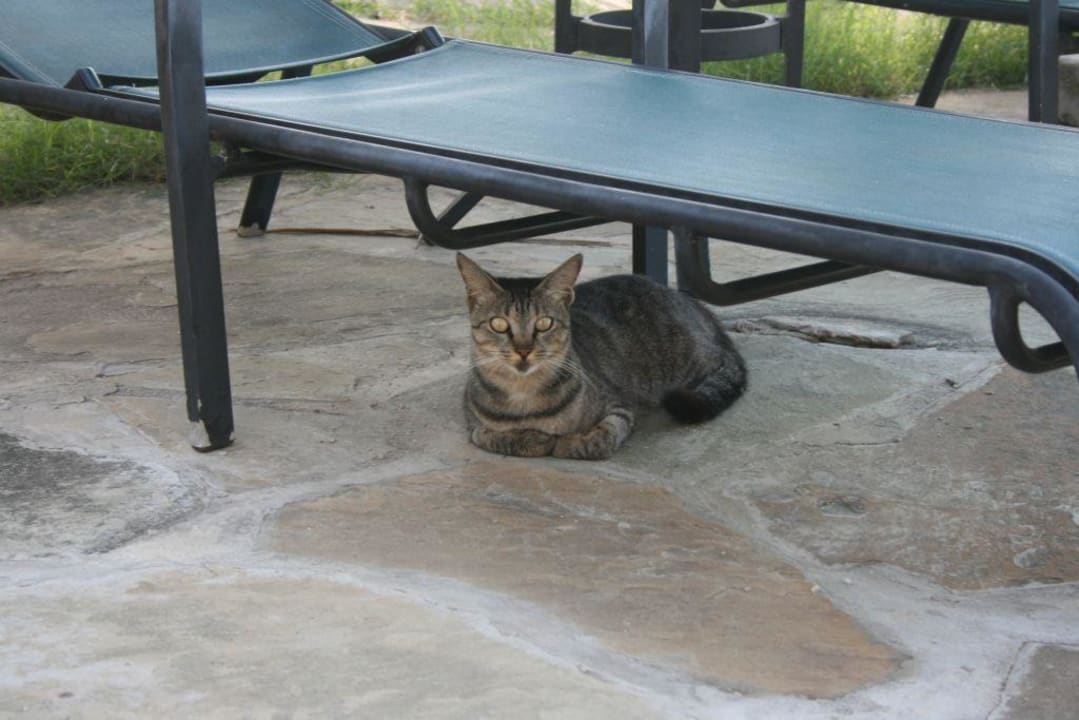 Ständiger Begeiter Bahari Beach Hotel
