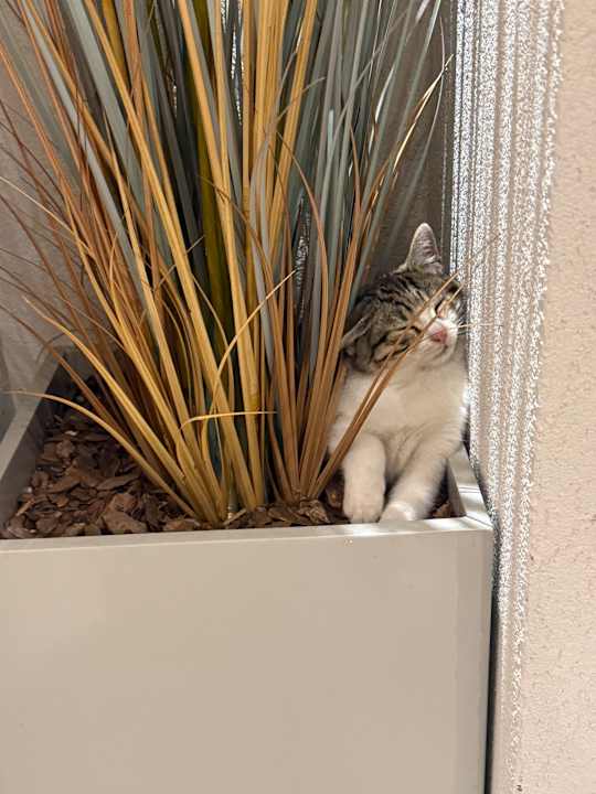 Gartenanlage Fame Residence Lara & Spa