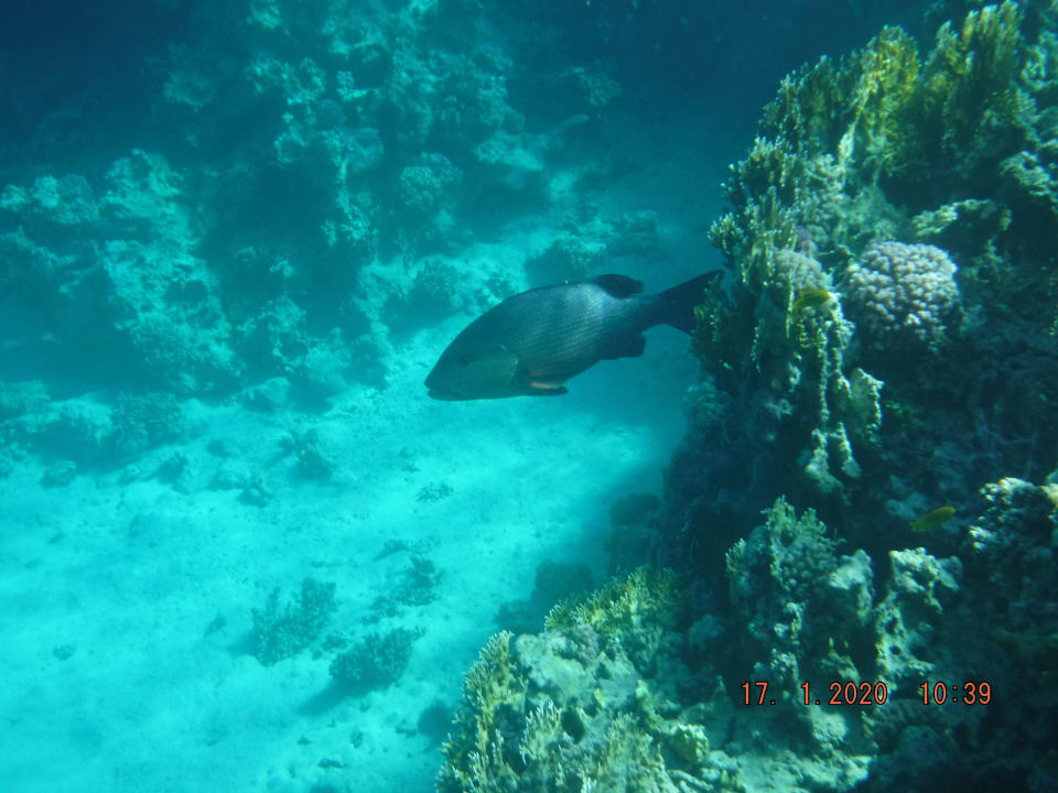 Sport & Freizeit Steigenberger Coraya Beach - Adults only