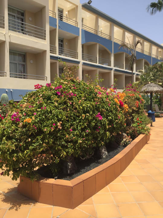 Gartenanlage IFA Altamarena by Lopesan Hotels