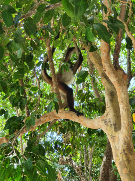 Gartenanlage Catalonia Royal Tulum Beach & Spa Resort - Adults only