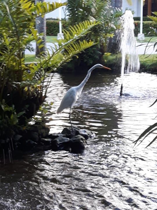 Gartenanlage Hotel Grand Palladium Palace Resort, Spa & Casino