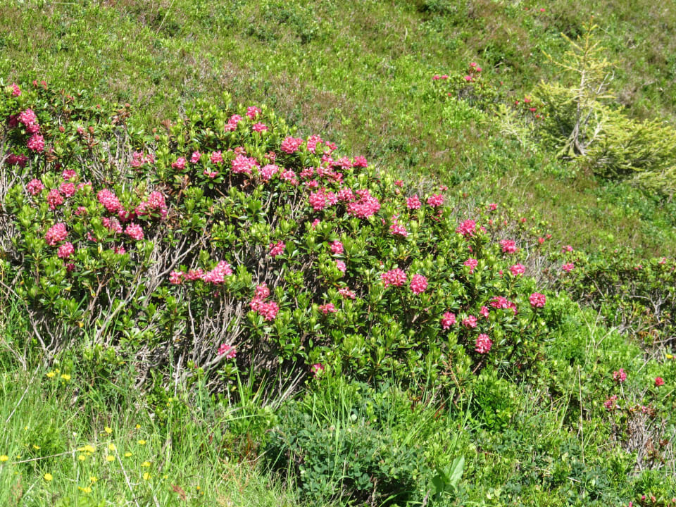 Almrosen Hof Unterhuben