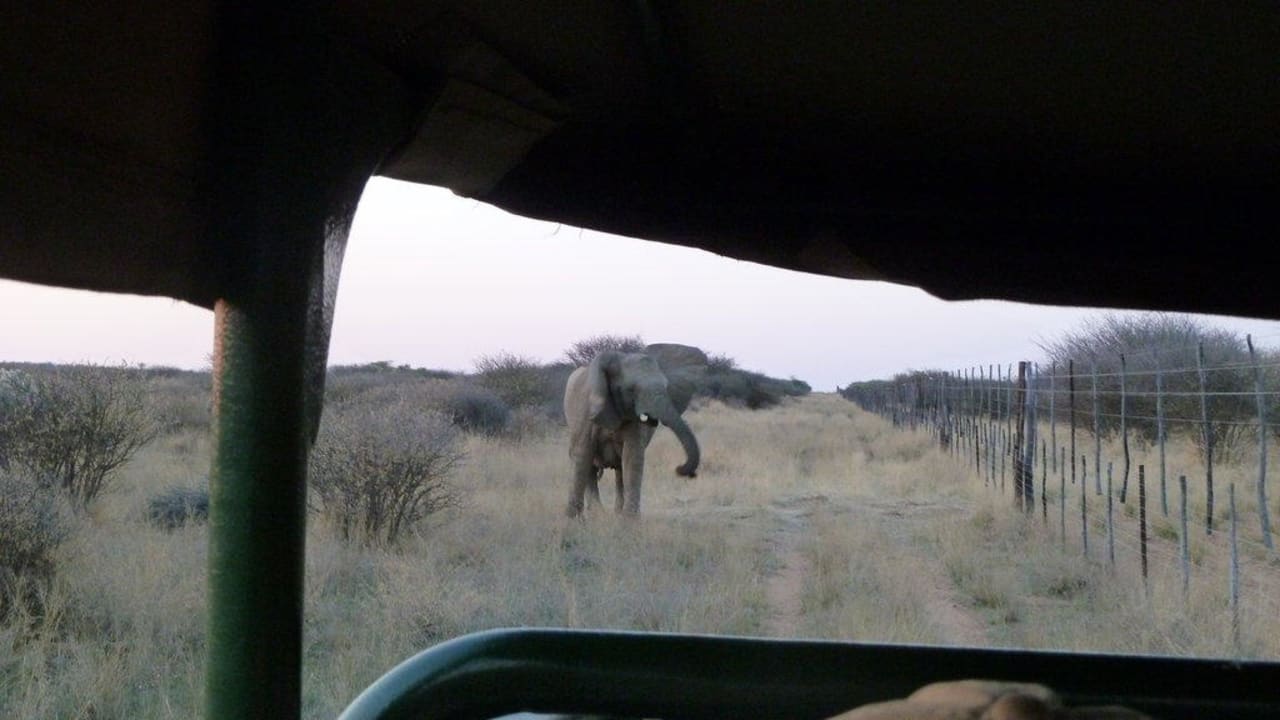 Elefant Okambara Elephant Lodge