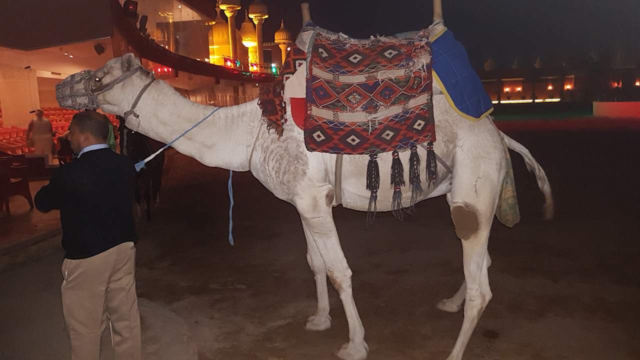 Sonstiges Pickalbatros Alf Leila Wa Leila Resort - Neverland Hurghada