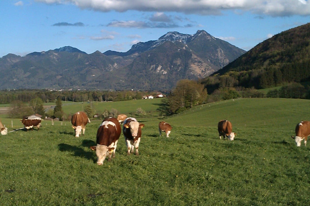 Unsere Mutterkühe auf der Weide Ferienwohnung Hoderhof