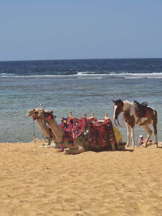 Sport & Freizeit Lazuli Hotel Marsa Alam