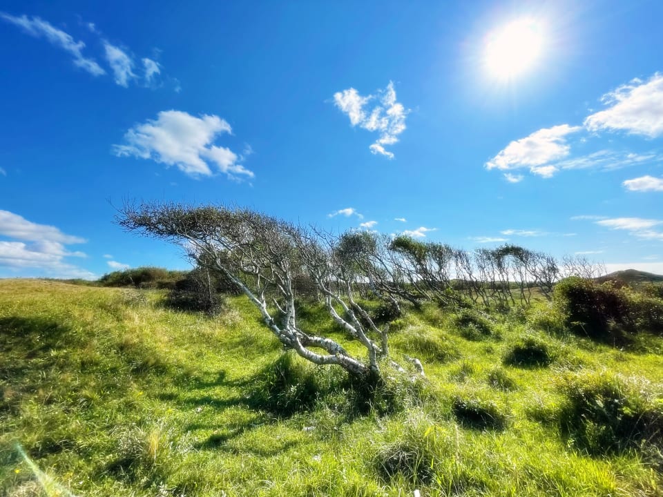 Gartenanlage Hotel Meyer