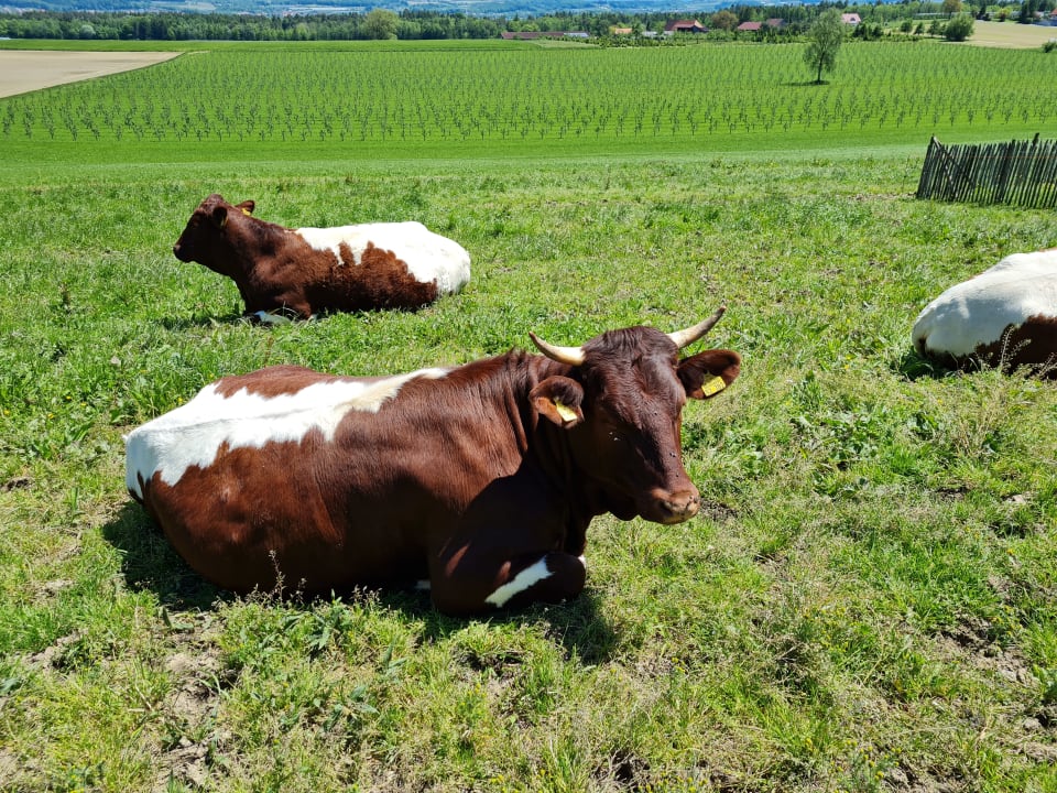 Sonstiges Ferienhof Schmid