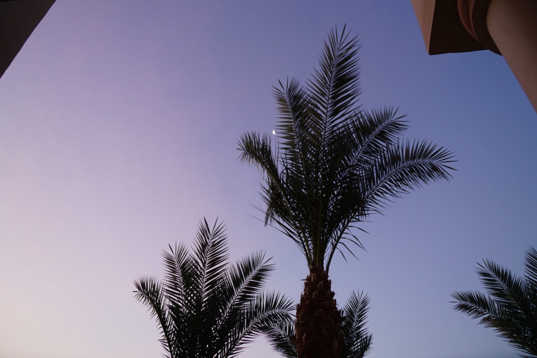 Sonstiges Pickalbatros Palace Resort