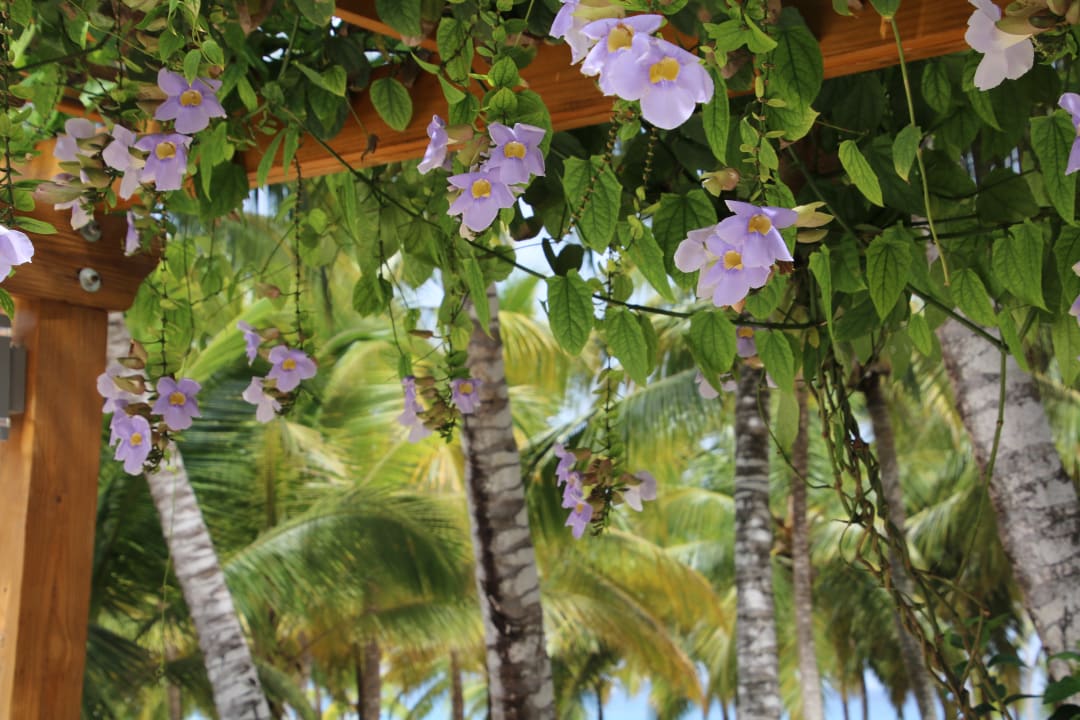 Gartenanlage Hotel Viva Dominicus Palace by Wyndham-All Inclusive Resort