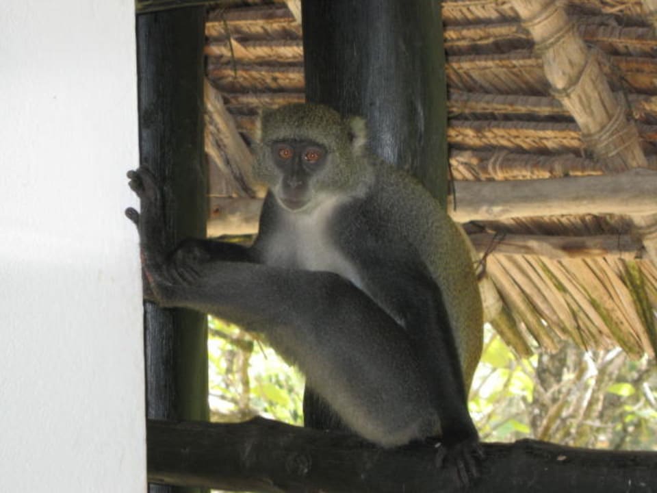 Mr.Monkey ganz lässig auf unserm Balkogelände Hotel Papillon Lagoon Reef