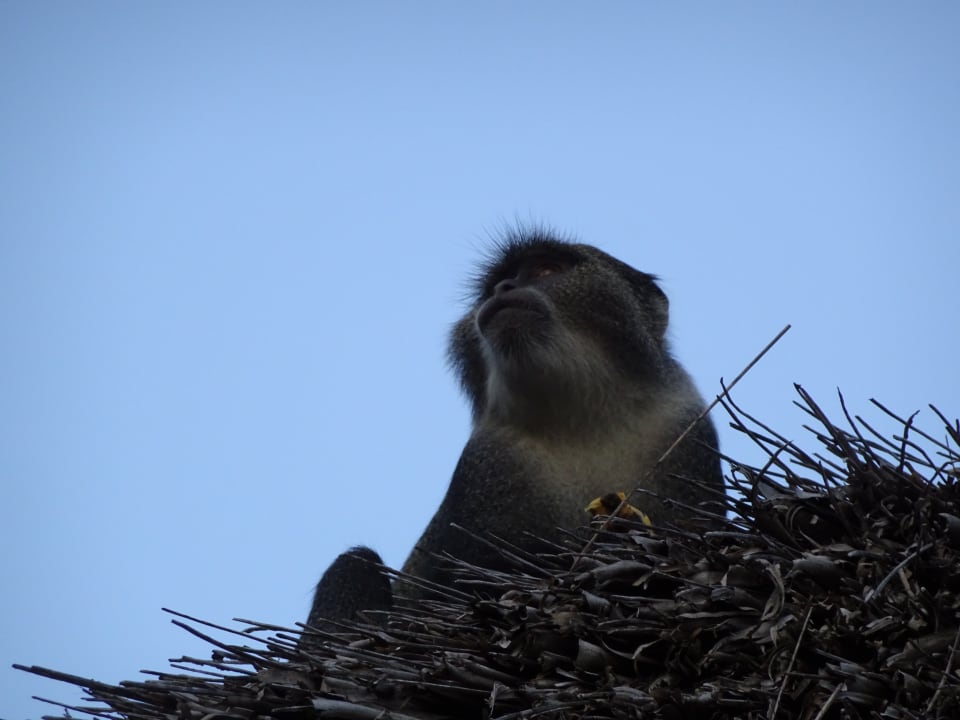 Sonstiges Karafuu Beach Resort & Spa